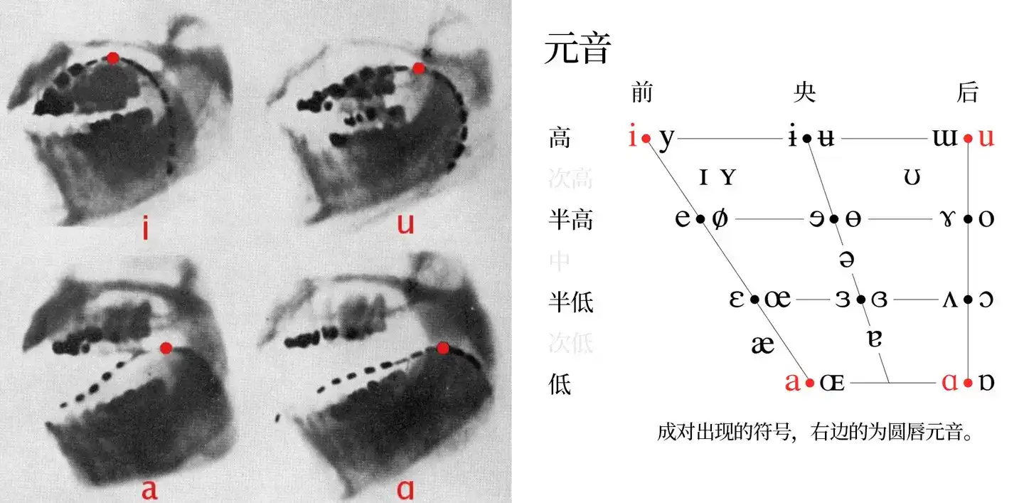 元音的舌位照片以及其在元音表中的位置